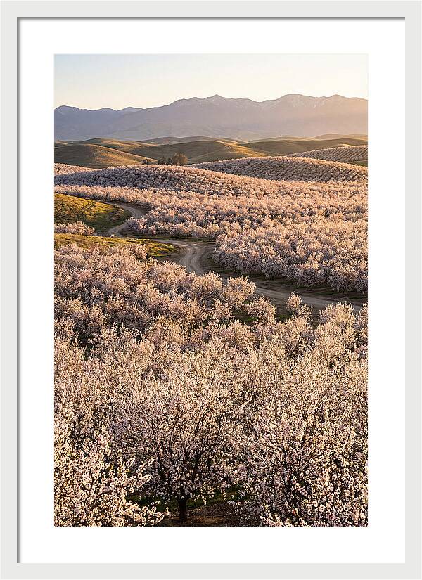 Farm Almond Bloom