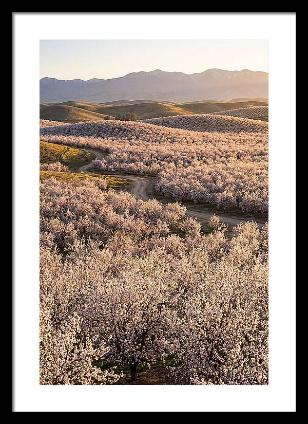 Farm Almond Bloom