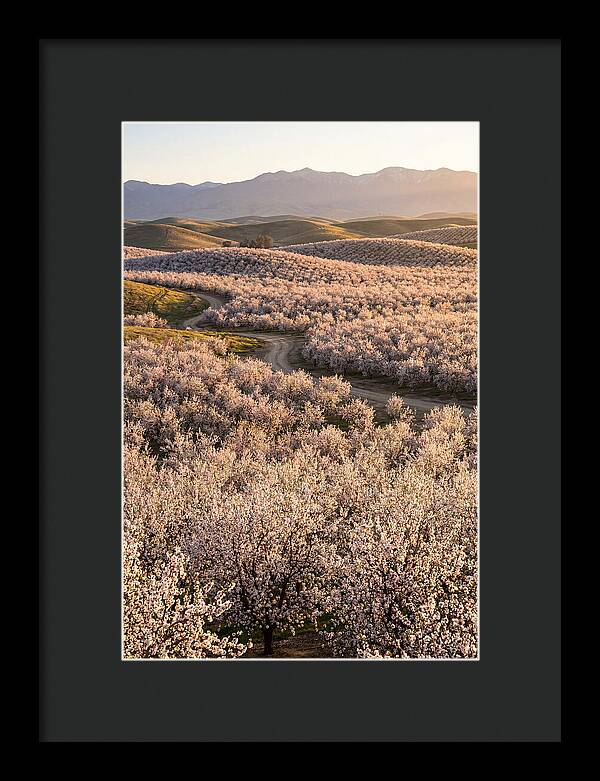 Farm Almond Bloom