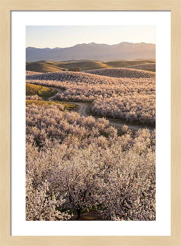 Farm Almond Bloom