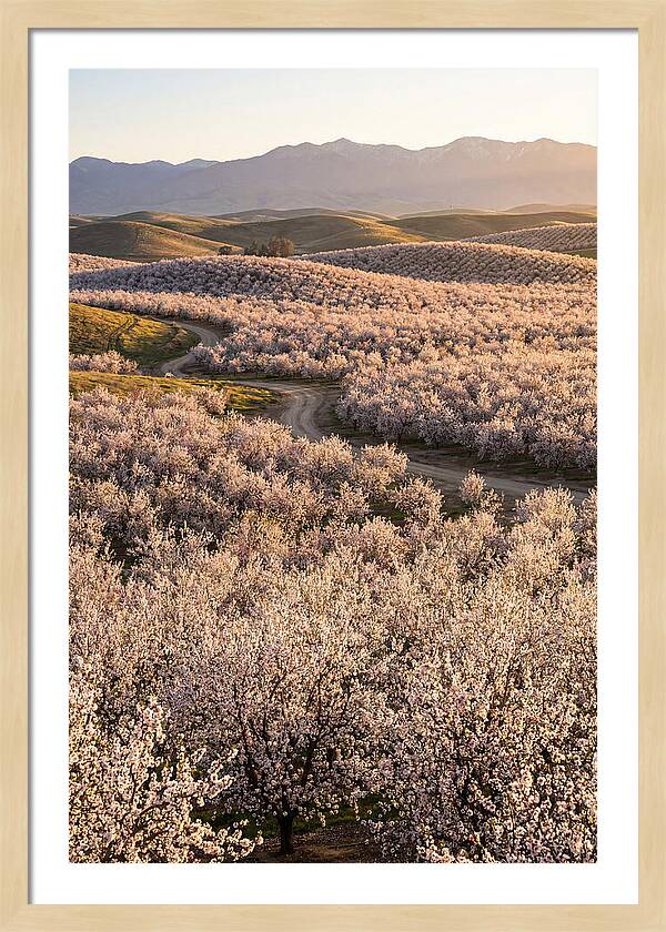 Farm Almond Bloom