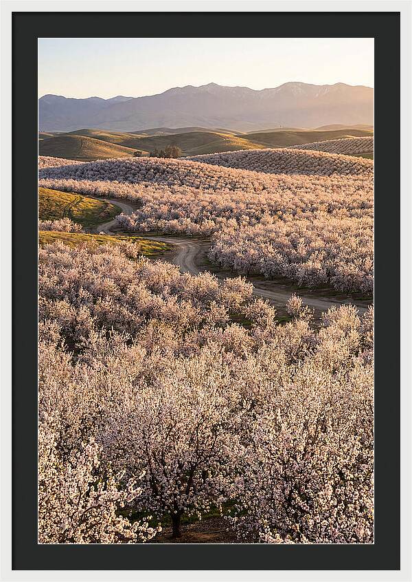 Farm Almond Bloom