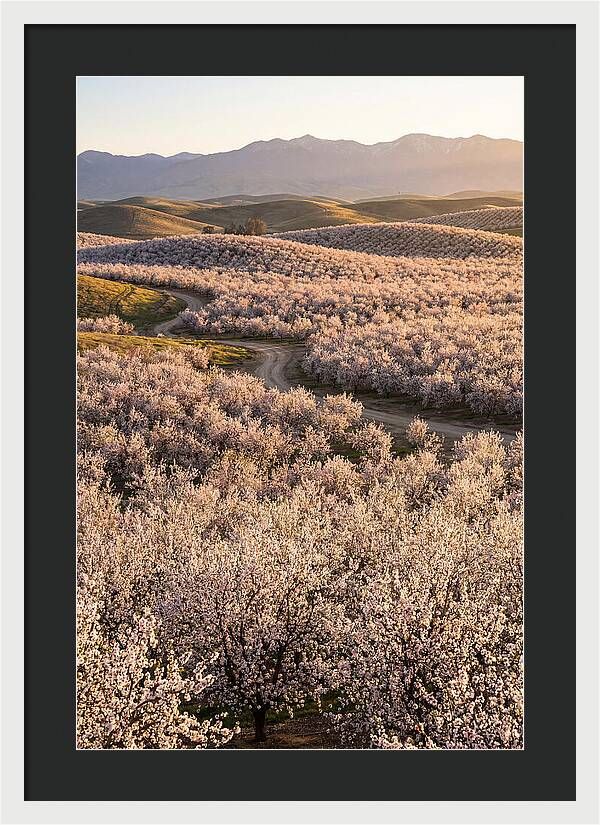 Farm Almond Bloom