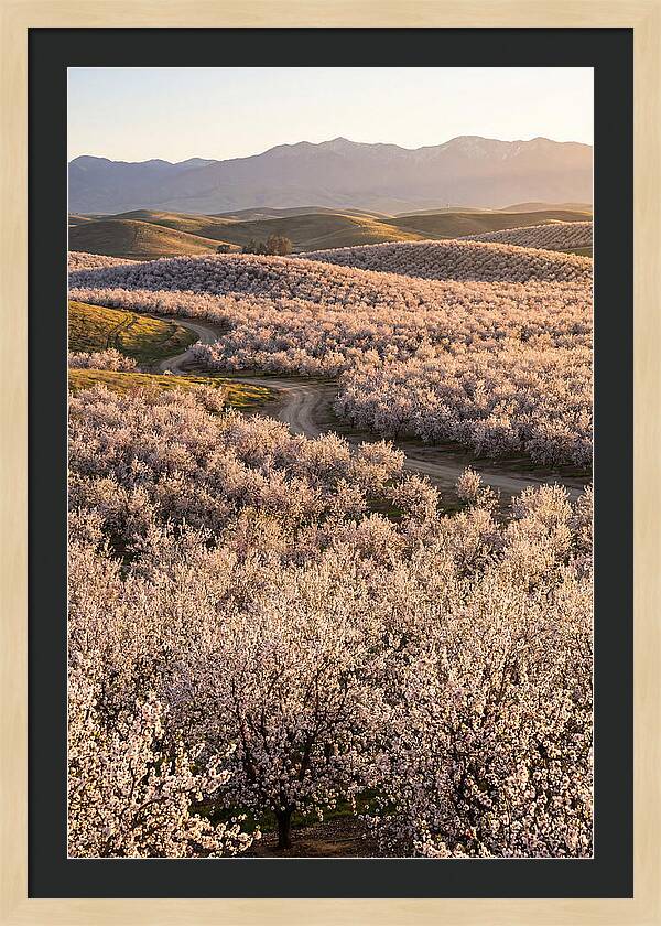 Farm Almond Bloom