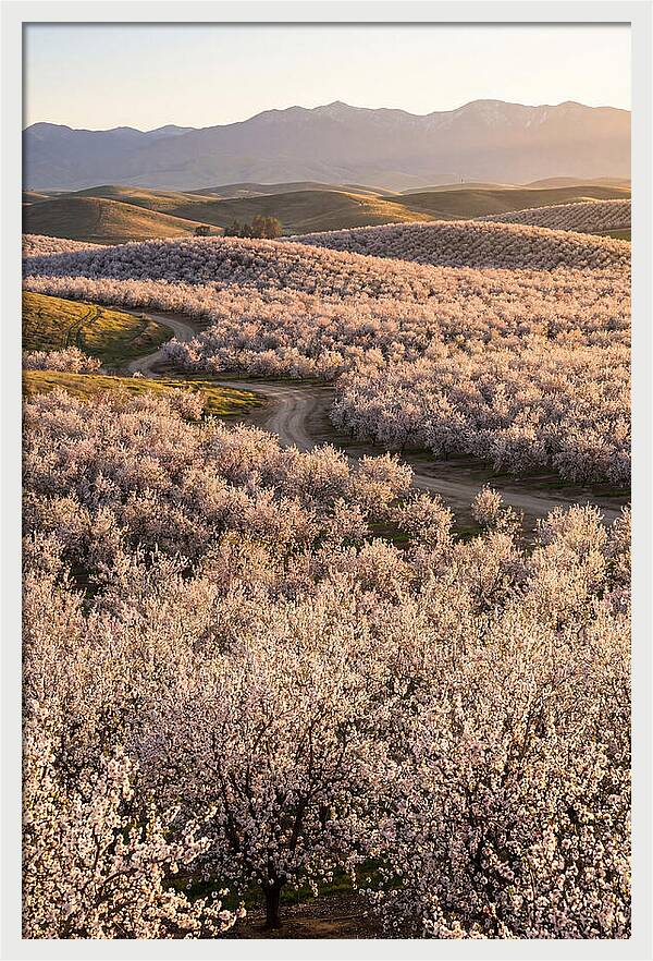 Farm Almond Bloom