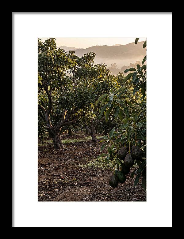 Farm Avocado Grove
