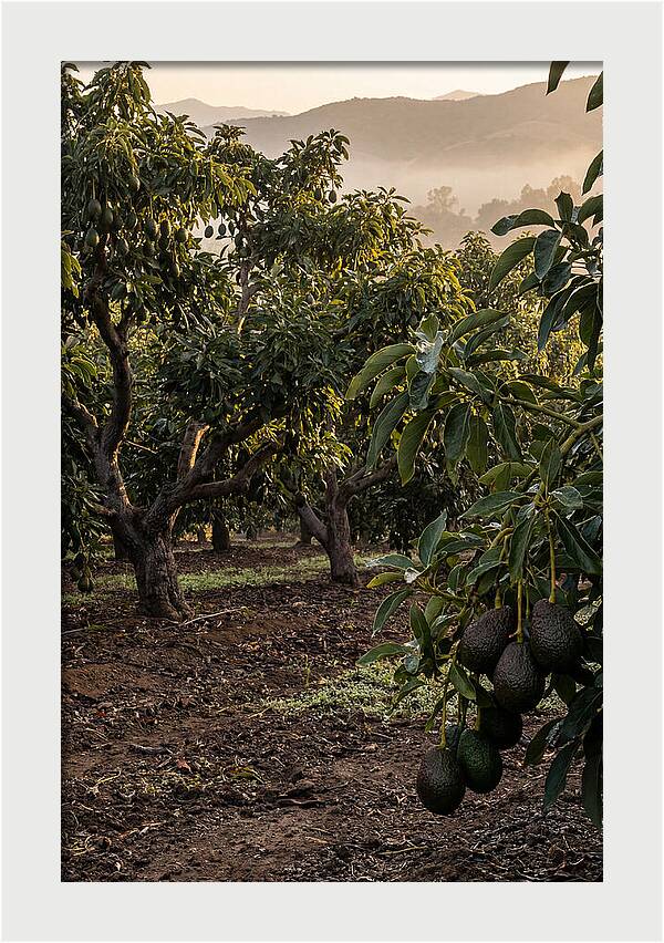 Farm Avocado Grove