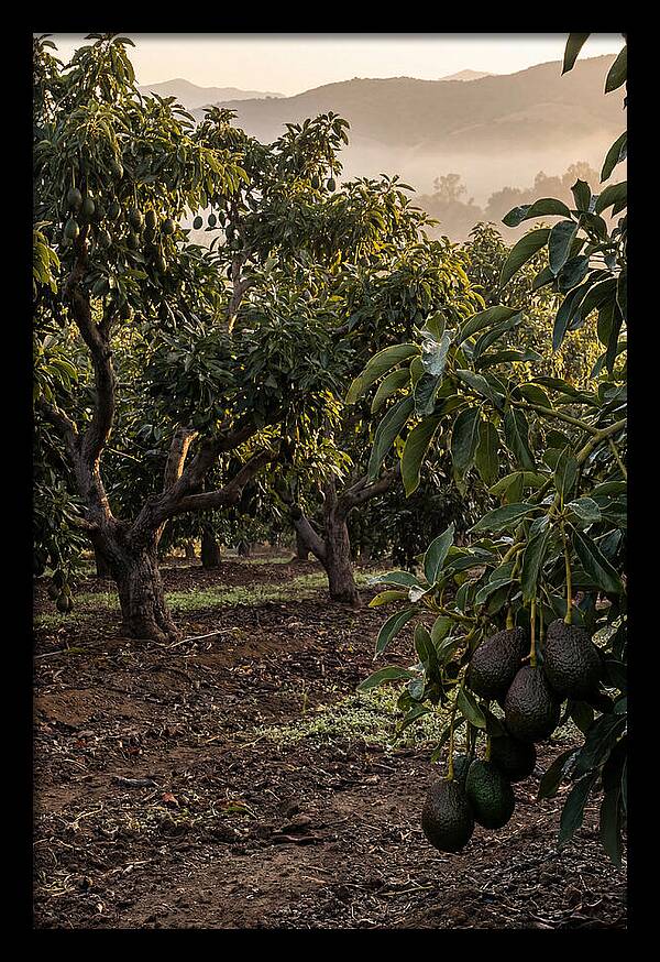 Farm Avocado Grove