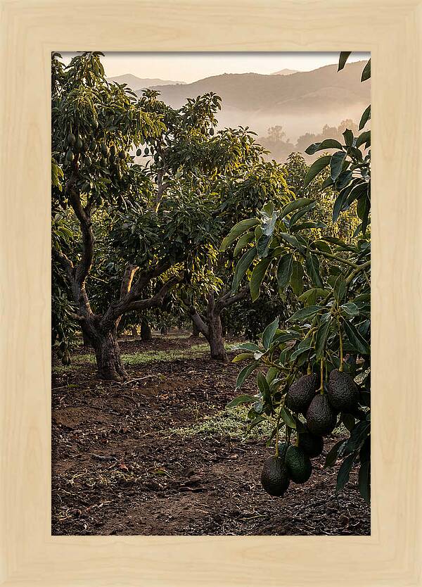 Farm Avocado Grove