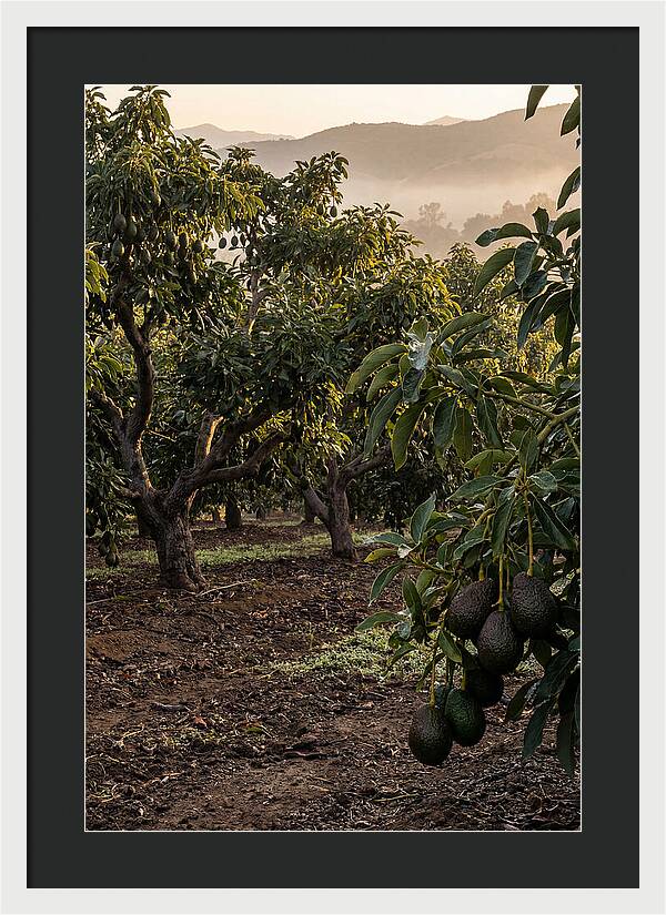 Farm Avocado Grove