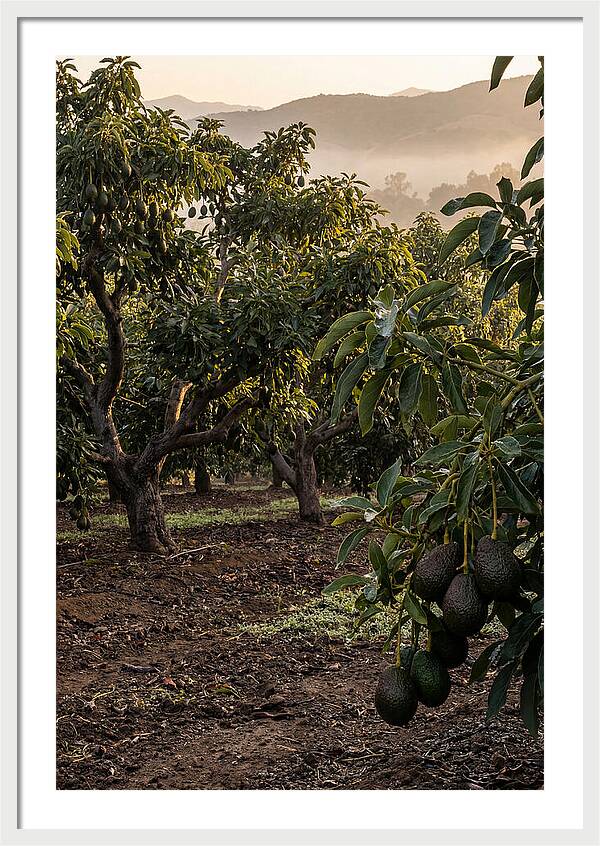 Farm Avocado Grove