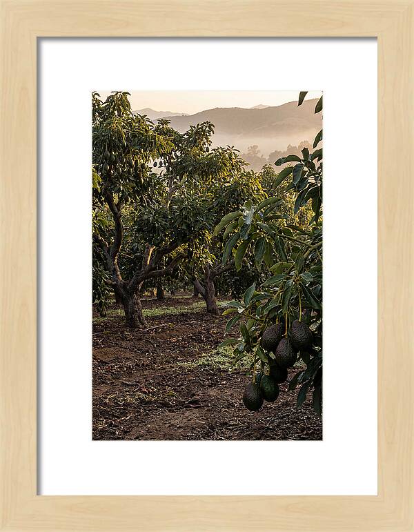 Farm Avocado Grove