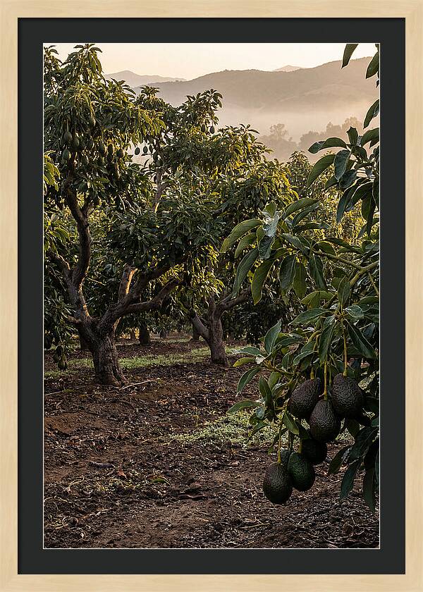 Farm Avocado Grove
