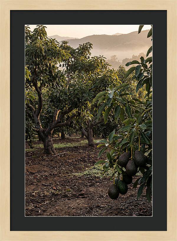 Farm Avocado Grove