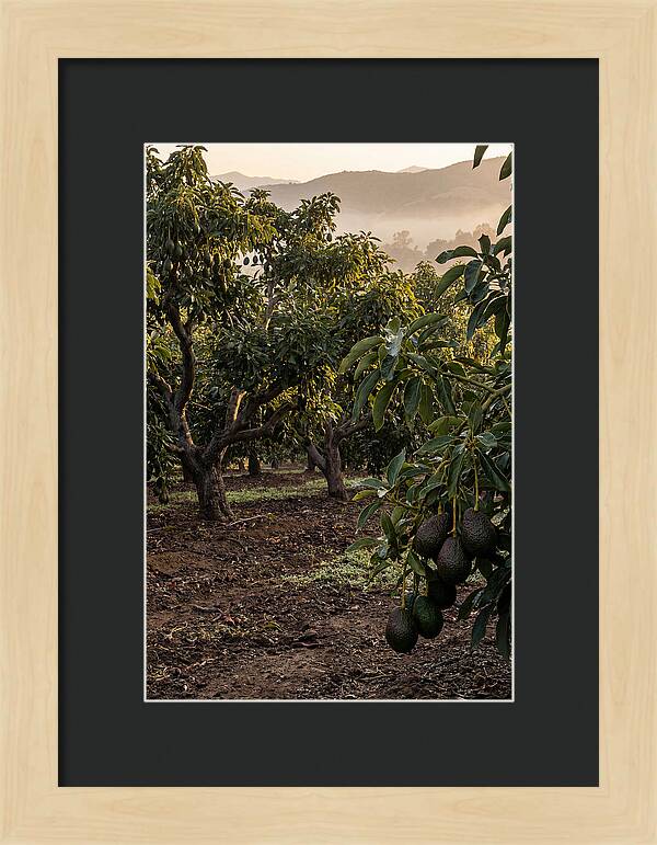 Farm Avocado Grove