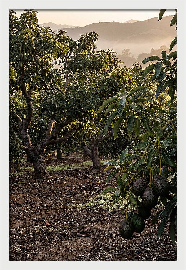 Farm Avocado Grove