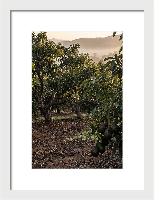 Farm Avocado Grove