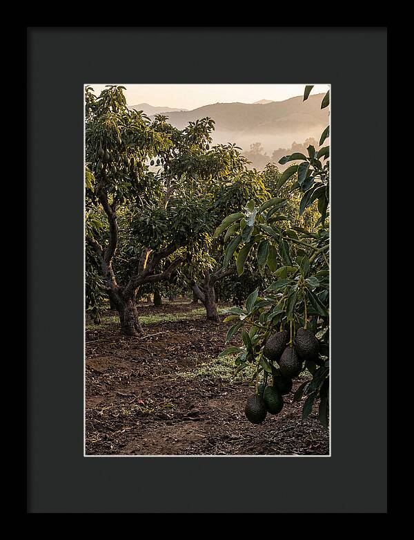 Farm Avocado Grove