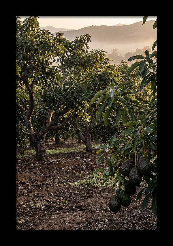Farm Avocado Grove