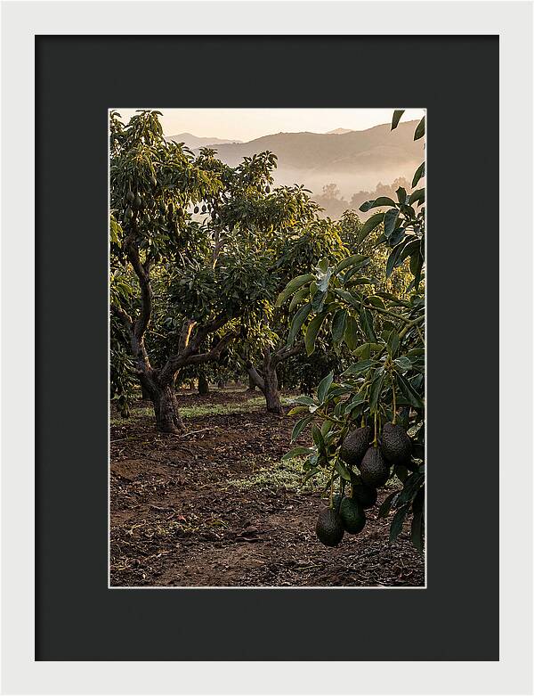Farm Avocado Grove
