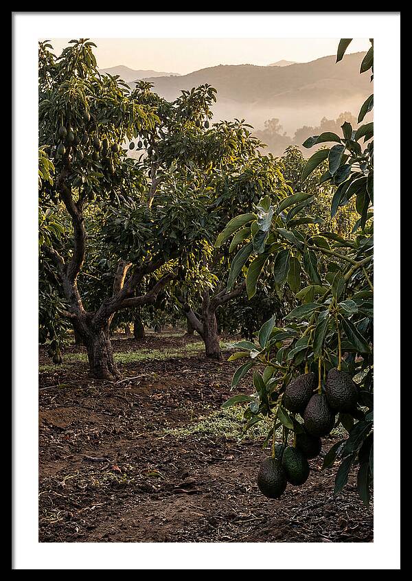 Farm Avocado Grove