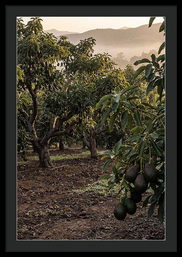 Farm Avocado Grove