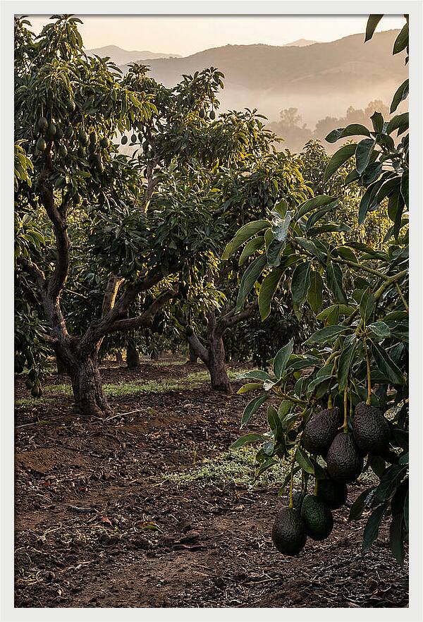 Farm Avocado Grove