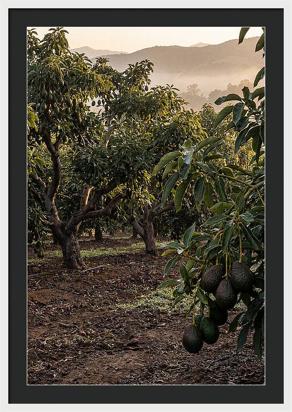 Farm Avocado Grove