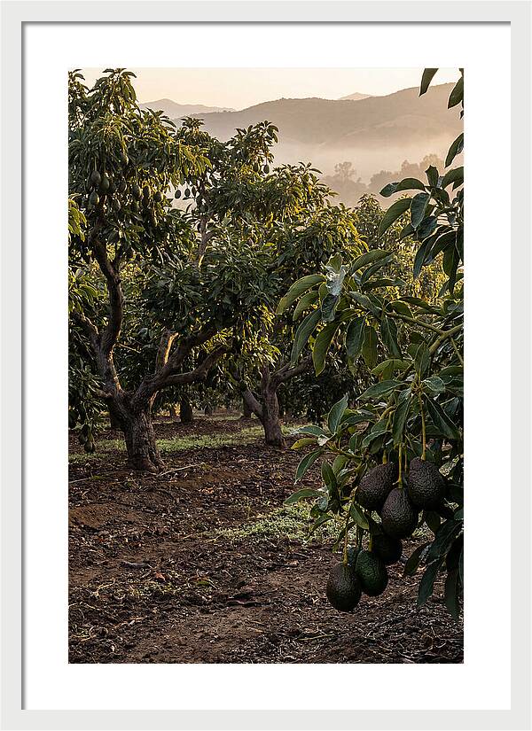 Farm Avocado Grove