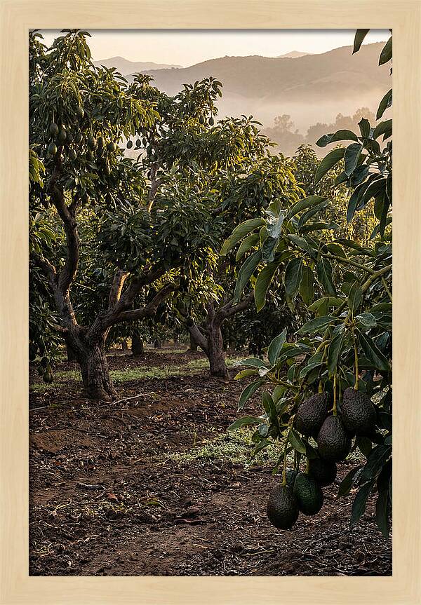 Farm Avocado Grove