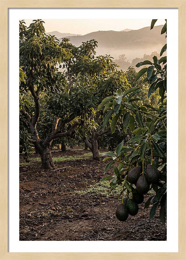 Farm Avocado Grove