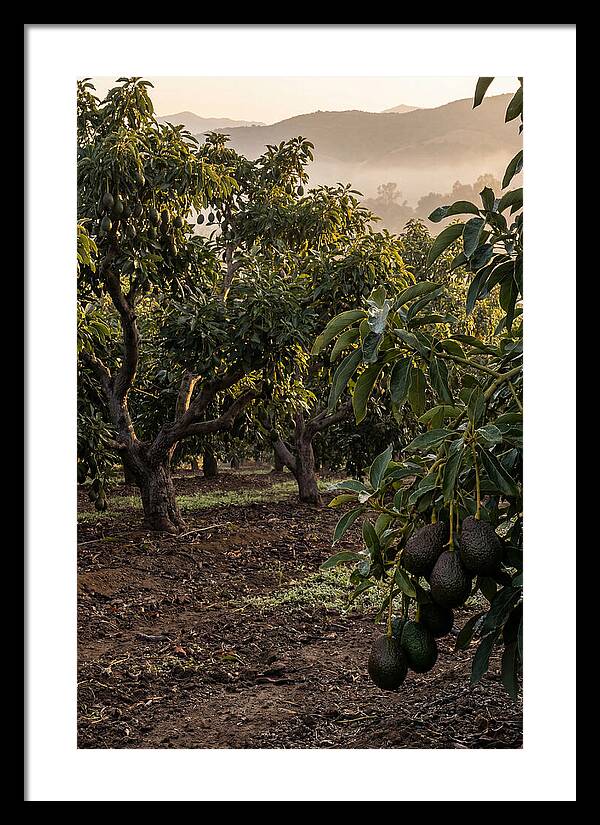 Farm Avocado Grove