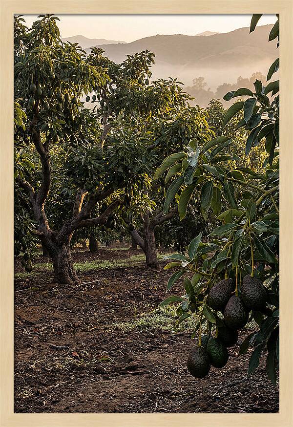 Farm Avocado Grove