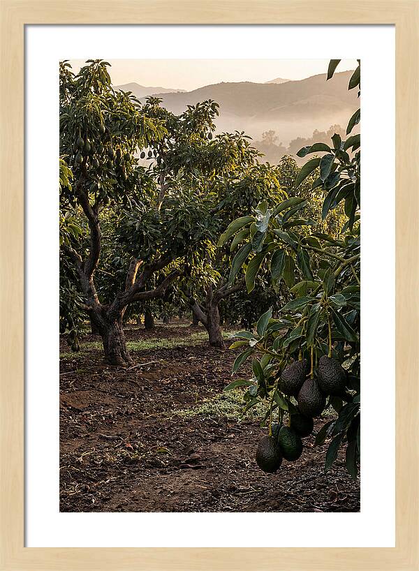 Farm Avocado Grove