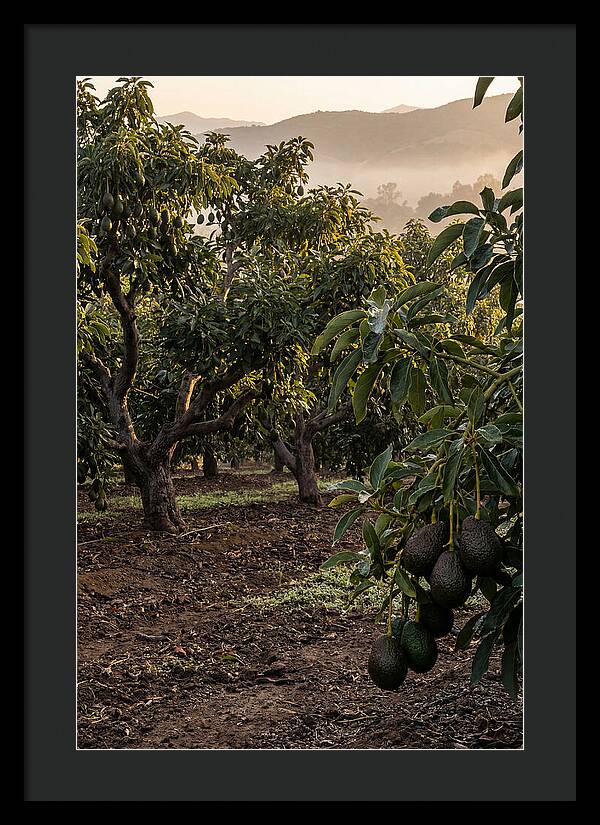 Farm Avocado Grove