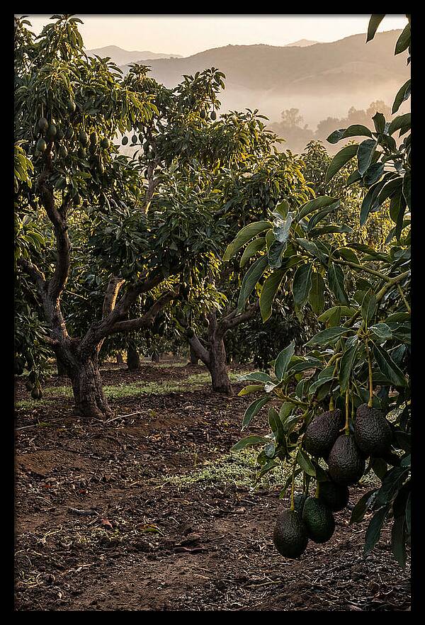 Farm Avocado Grove