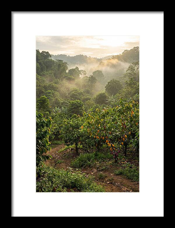 Farm Cacao Under Misty Sunrise