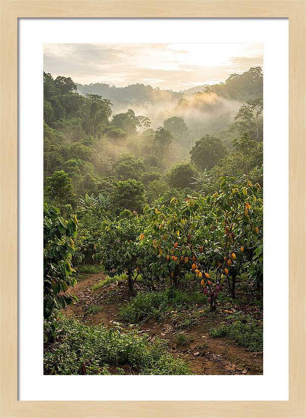 Farm Cacao Under Misty Sunrise