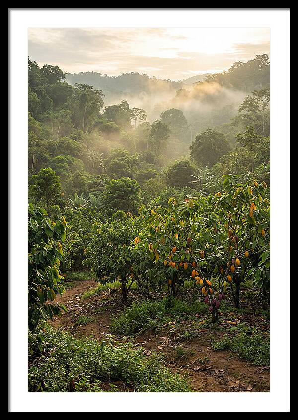 Farm Cacao Under Misty Sunrise