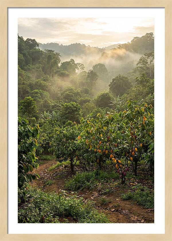 Farm Cacao Under Misty Sunrise