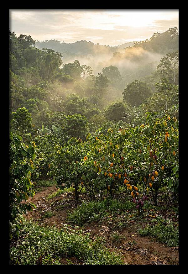 Farm Cacao Under Misty Sunrise