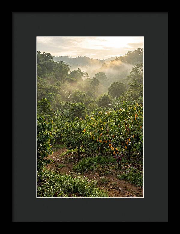 Farm Cacao Under Misty Sunrise