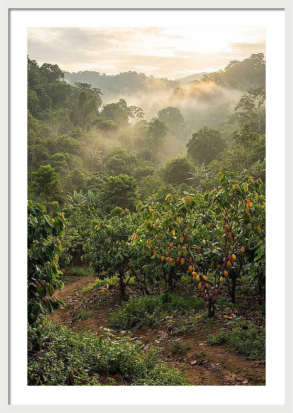 Farm Cacao Under Misty Sunrise
