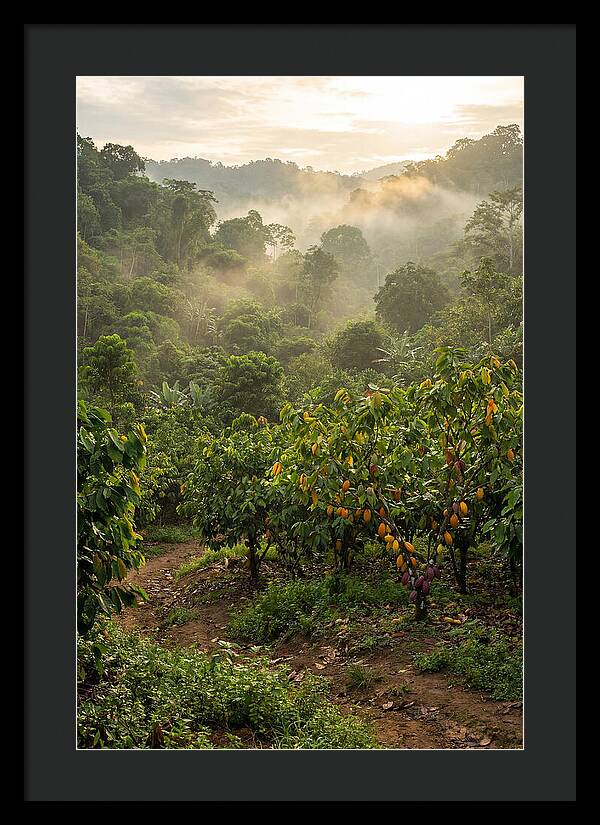 Farm Cacao Under Misty Sunrise