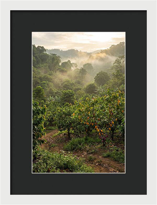 Farm Cacao Under Misty Sunrise