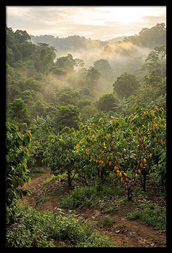 Farm Cacao Under Misty Sunrise