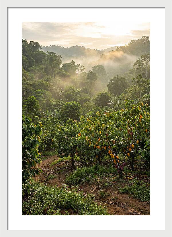 Farm Cacao Under Misty Sunrise