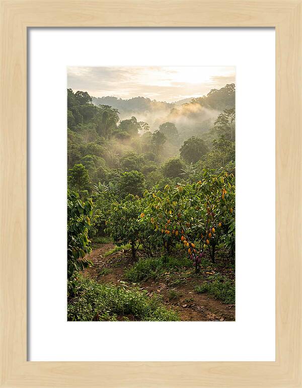 Farm Cacao Under Misty Sunrise