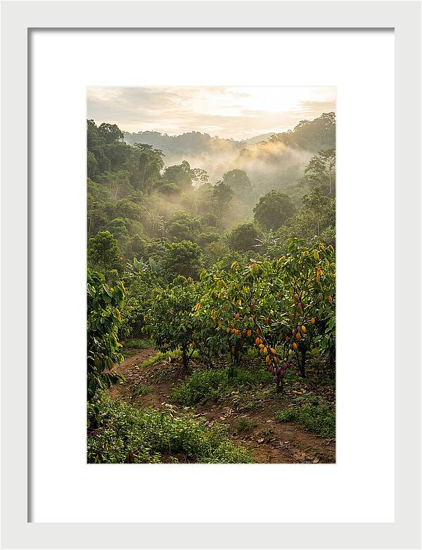 Farm Cacao Under Misty Sunrise