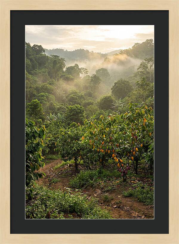 Farm Cacao Under Misty Sunrise